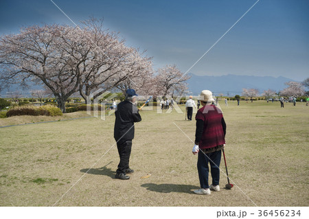 満開の桜とグラウンドゴルフ 36456234