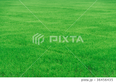 Green rice field    in Thailand. 36456435