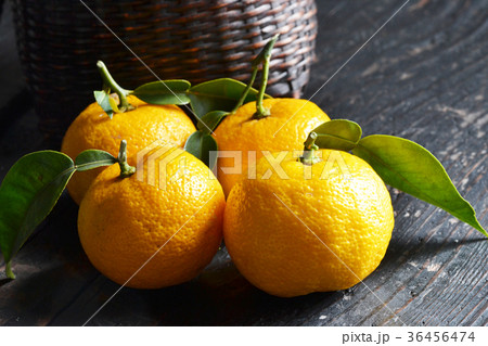 柚子ゆず湯 柚子ゆず湯 36456474