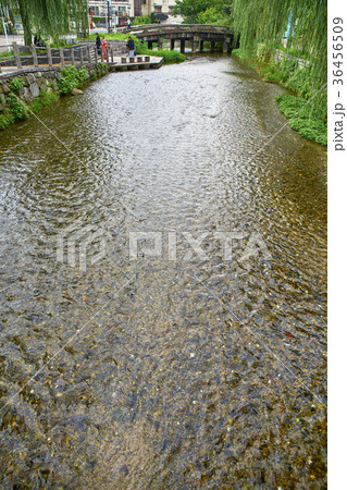 白川の一本橋 36456509