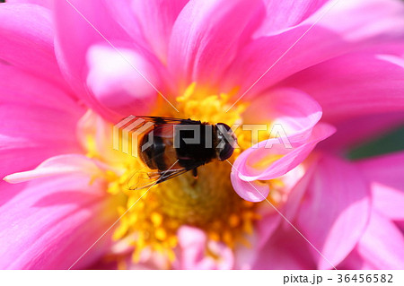 ダリヤの花とはち ダリヤの花とはち 36456582
