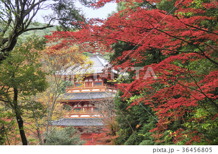清水寺三重塔 36456805
