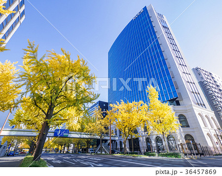 名古屋都市風景 桜通の銀杏並木 名古屋商科大学 NUCB 前 名古屋都市風景 桜通の銀杏並木 名古屋商科大学 NUCB 前 36457869