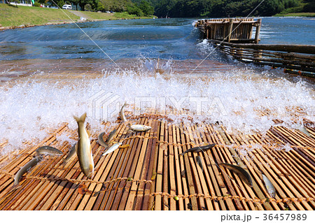 茂木町　大瀬観光やな 36457989