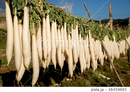 大根干し 36459065