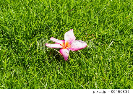 The single yellow plumeria flower The single yellow plumeria flower 36460352