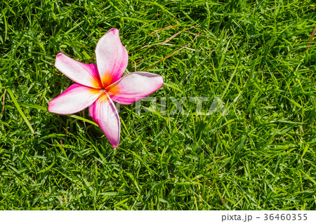 The single yellow plumeria flower The single yellow plumeria flower 36460355