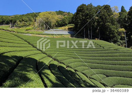 和束町　原山の円形茶園 36460389