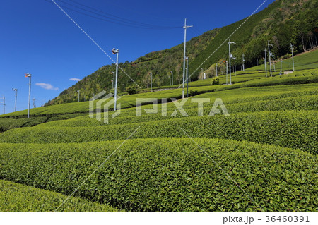 和束町　原山の茶畑 36460391