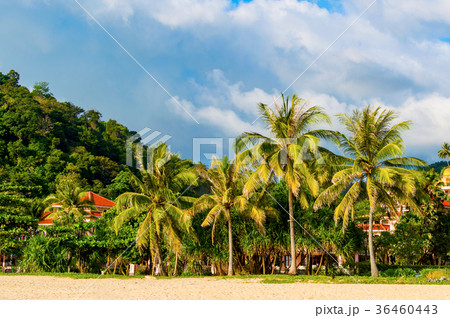 Tropical palms on sand beach Tropical palms on sand beach 36460443