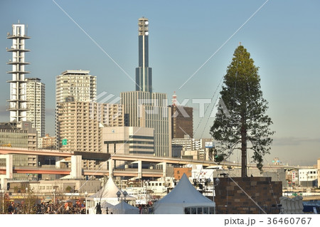 都市風景 神戸メリケンパークのツリー 都市風景 神戸メリケンパークのツリー 36460767