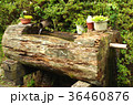 妻籠宿：木の手洗い場 36460876
