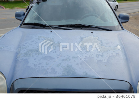 Old car, peeling paint on the hood 36461079