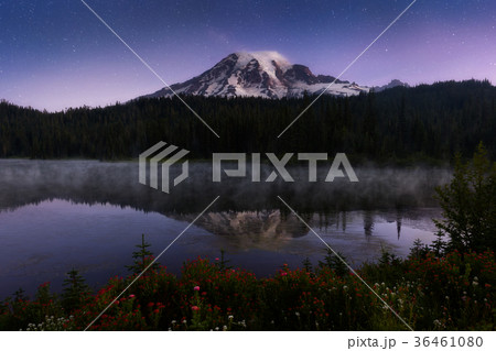 Wildflower at night, Mount Rainier National Park 36461080