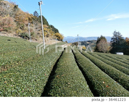 丹沢・箱根地域では良質な足柄茶が採れます 36461223