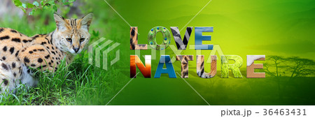 Serval with text Love Nature 36463431