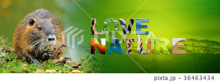 Muskrat with text Love Nature 36463434