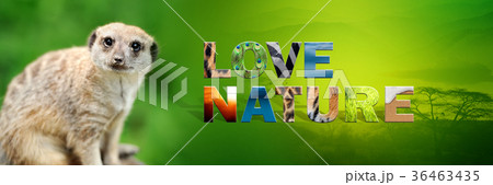 Meerkat with text Love Nature 36463435