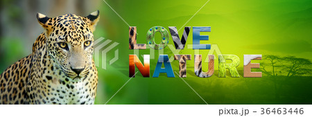 Leopard with text Love Nature Leopard with text Love Nature 36463446
