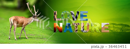 Deer with text Love Nature 36463451