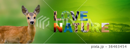 Deer with text Love Nature Deer with text Love Nature 36463454