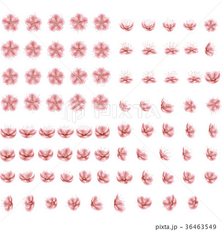 Set of eighty two blossoming sakura Japanese Set of eighty two blossoming sakura Japanese 36463549