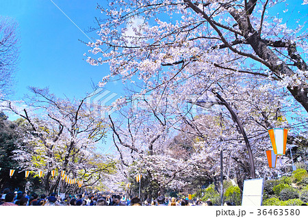 上野公園のお花見 上野公園のお花見 36463580