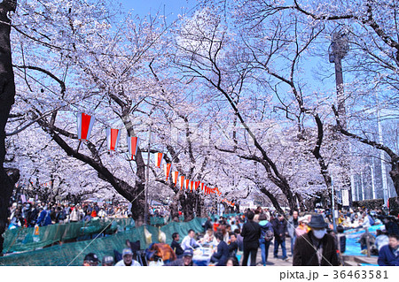 上野公園のお花見 36463581