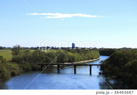 渡良瀬遊水地 36463667