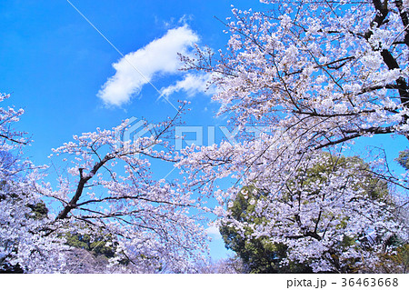 上野公園の桜 36463668