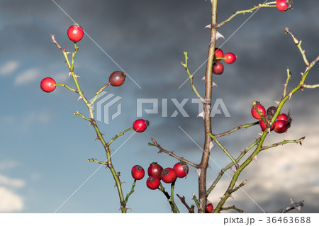 Ripe rosehips on twigs Ripe rosehips on twigs 36463688