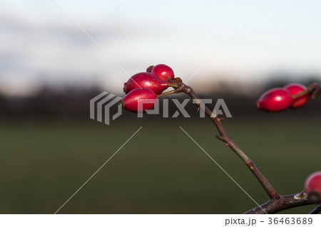 Red ripe rosehips 36463689