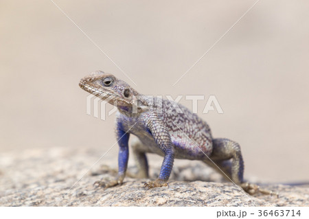 Mwanza flat-headed rock agama, Serengeti National 36463714