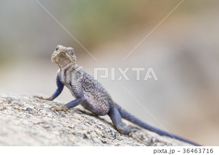 Mwanza flat-headed rock agama, Serengeti National Mwanza flat-headed rock agama, Serengeti National 36463716