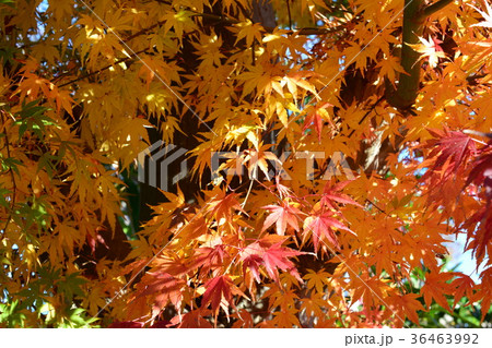 紅葉、黄葉、褐葉 36463992