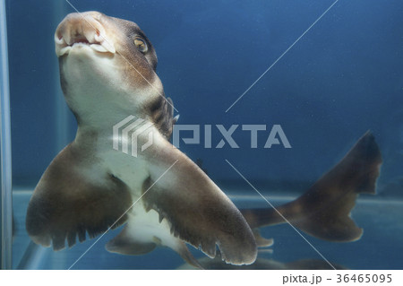 ネコザメ 36465095