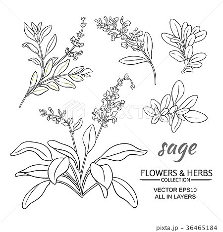 sage vector set 36465184