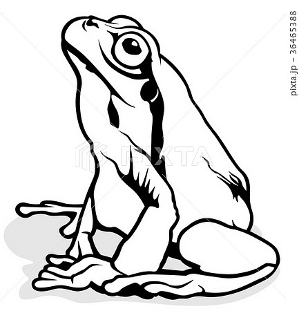 European Tree Frogのイラスト素材 36465388 Pixta