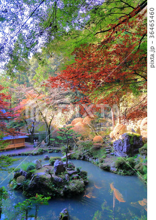 紅葉の内々神社 36465460