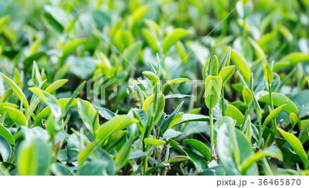 Close up of green tea plantation. 36465870