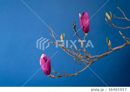 magnolia tree blossom magnolia tree blossom 36465957