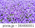 Campanula plants. 36466001