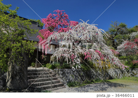 源平しだれ桃　不退寺　曽爾村 36466011