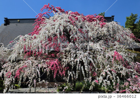 源平しだれ桃　不退寺　曽爾村 36466012