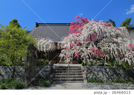 源平しだれ桃　不退寺　曽爾村 36466013