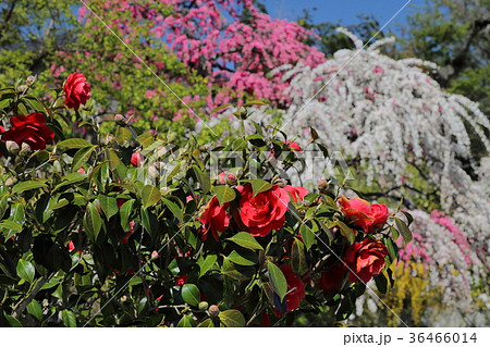 椿　不退寺　曽爾村 36466014