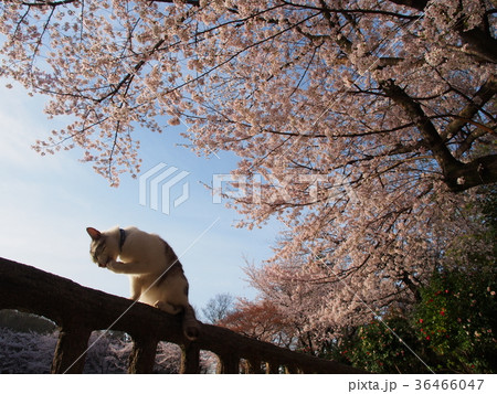 桜と猫 桜と猫 36466047