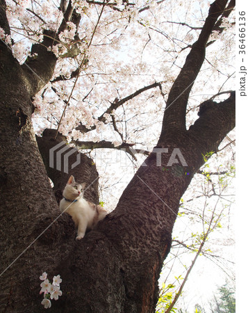 桜と猫 桜と猫 36466136
