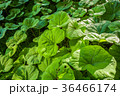 Butterbur plants. 36466174