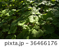 Butterbur plants. 36466176